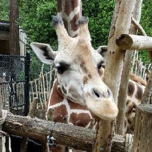 Meet your Posher, Diana